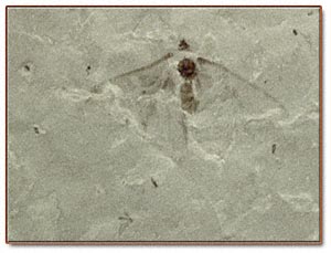 Butterfly fossil