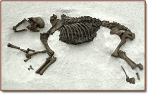 scimitar cat full fossil