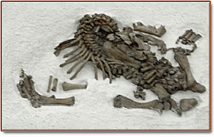 scimitar cat partial fossil