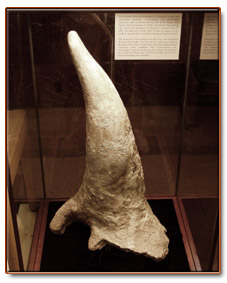 horn fossil